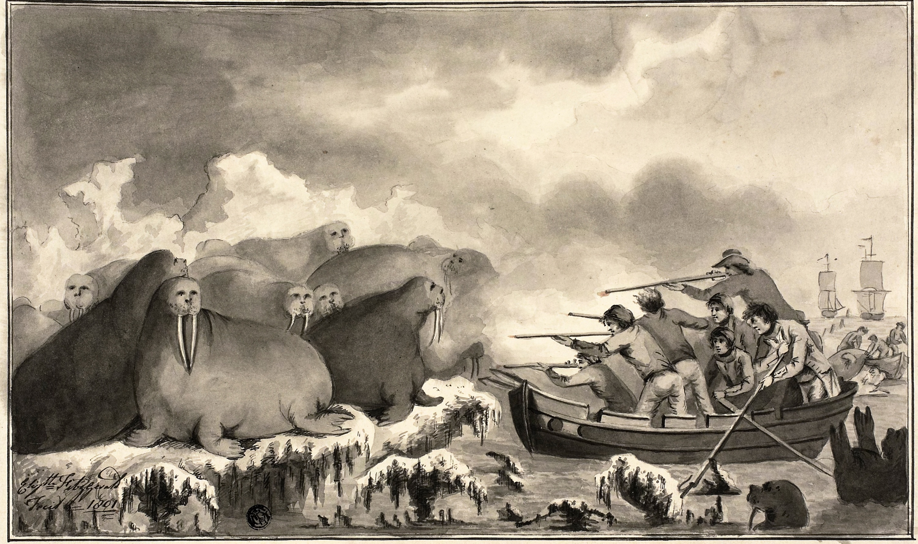 Pen and ink illustration of hunters in a boat with guns drawn at a pack of walruses.